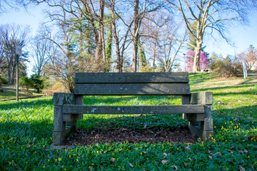 Wall Mural - A Wood and Concrete Bench in a Park in Spring With Flowers Around it and a Cherry Blossom in the Background