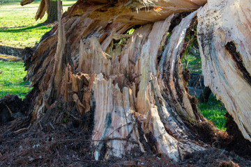 Wall Mural - A Recently Fallen Tree With Damage in a Park