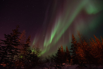 Wall Mural - The northern lights shine strong in the sky over the boreal forest near Churchill, Manitoba