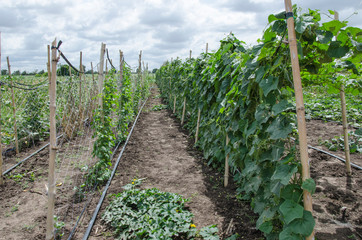 Angled gourd vines on nets and bamboo trellis in the field