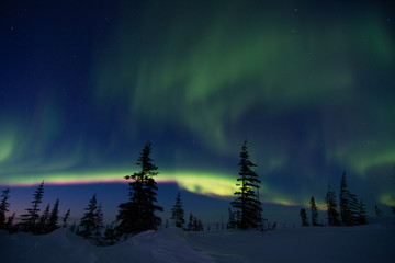 Wall Mural - northern lights aurora borealis in churchill manitoba canada
