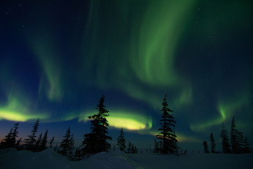 Wall Mural - northern lights aurora borealis in churchill manitoba canada