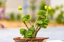 Portulaca Molokiniensis With Small Yellow Buddings And Flowers In The Brown Pot, Known Also As Ihi, Is A Succulent Plant Endemic To Hawaii
