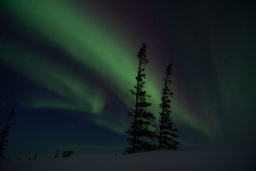 Wall Mural - northern lights aurora borealis in churchill manitoba canada