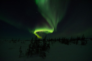 Wall Mural - northern lights aurora borealis in churchill manitoba canada