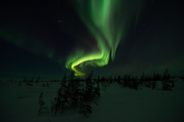Wall Mural - northern lights aurora borealis in churchill manitoba canada