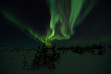 Wall Mural - northern lights aurora borealis in churchill manitoba canada