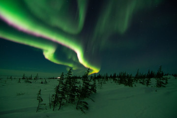 Wall Mural - northern lights aurora borealis in churchill manitoba canada