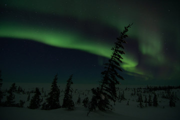 Wall Mural - northern lights aurora borealis in churchill manitoba canada