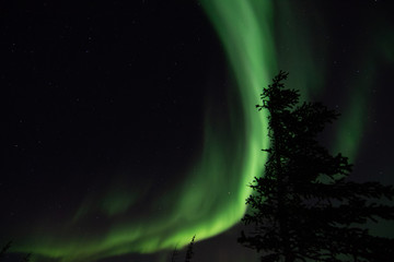 Wall Mural - northern lights aurora borealis in churchill manitoba canada