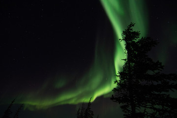 Wall Mural - northern lights aurora borealis in churchill manitoba canada