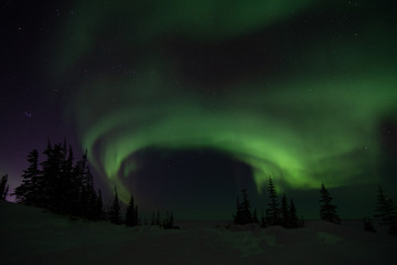Wall Mural - northern lights aurora borealis in churchill manitoba canada