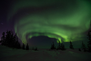 Wall Mural - northern lights aurora borealis in churchill manitoba canada