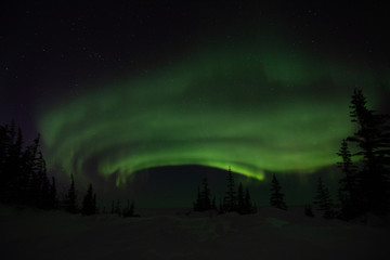 Wall Mural - northern lights aurora borealis in churchill manitoba canada