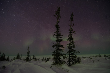 Wall Mural - northern lights aurora borealis in churchill manitoba canada