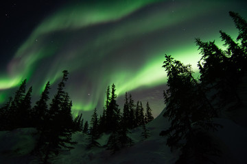 Wall Mural - northern lights in churchill manitoba canada