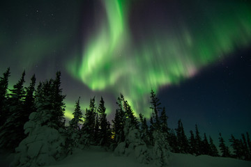 Wall Mural - northern lights in churchill manitoba canada