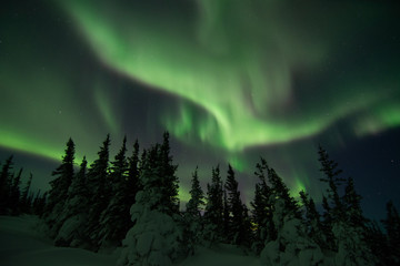 Wall Mural - northern lights in churchill manitoba canada