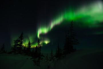 Wall Mural - northern lights in churchill manitoba canada