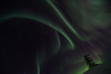 Wall Mural - northern lights in churchill manitoba canada