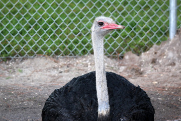 Poster - a large ostrich out in nature