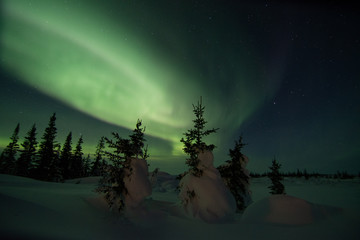 Wall Mural - northern lights aurora borealis in churchill manitoba canada