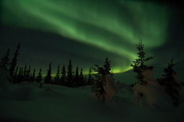 Wall Mural - northern lights aurora borealis in churchill manitoba canada