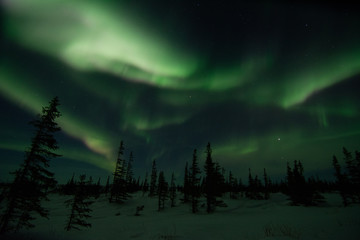 Wall Mural - northern lights aurora borealis in churchill manitoba canada
