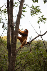 Wall Mural - endangered golden snub nosed monkey in the trees of the qinling mountains in shaanxi china