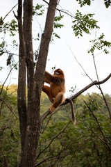 Wall Mural - endangered golden snub nosed monkey in the trees of the qinling mountains in shaanxi china