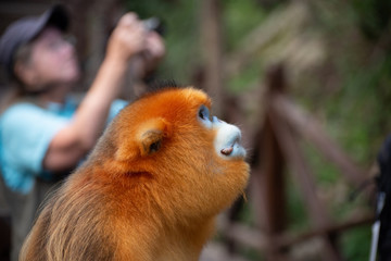 Wall Mural - golden snub nosed monkey with photographer person in background