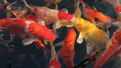 Many colorful koi fish play in the pool and wait for the party. The concept of fighting for food Decorative fish for the park area