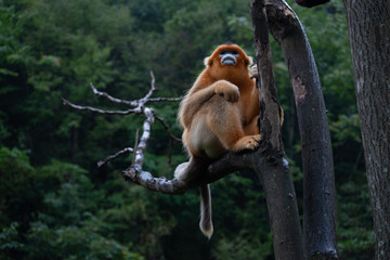 Wall Mural - endangered golden snub nosed monkey in the trees of the qinling mountains in shaanxi china