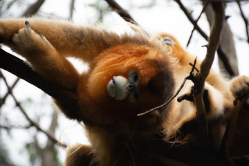 Wall Mural - golden snub nosed monkey leaning back and glancing at you