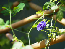  Purple Butterfly Pea Flower And Green Leaves