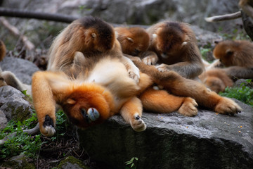 Wall Mural - golden snub nosed monkey grooming