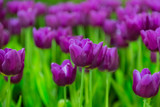 Fototapeta Tulipany - Violet Tulip flowers selective focus with green background