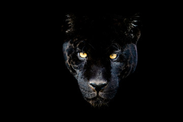 Wall Mural - black jaguar with a black background