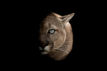 Cougar With A Black Background