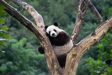Giant Panda In A Tree In Sichuan China