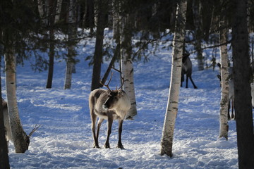 Wall Mural - deers in forest Finland