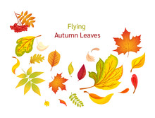 Composition Of Flying Autumn Colorful Leaves. Colored Isolated Beautiful Autumn Elements Fall Leaves. Leaves Fall, Swirl In The Autumn Time Vector Cartoon Illustration Isolated.