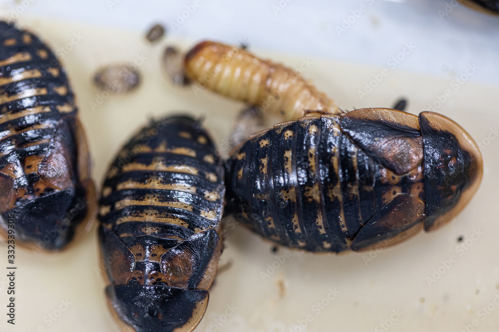 Study of the structure of Blaptica dubia, Dubia roach, also known as ...