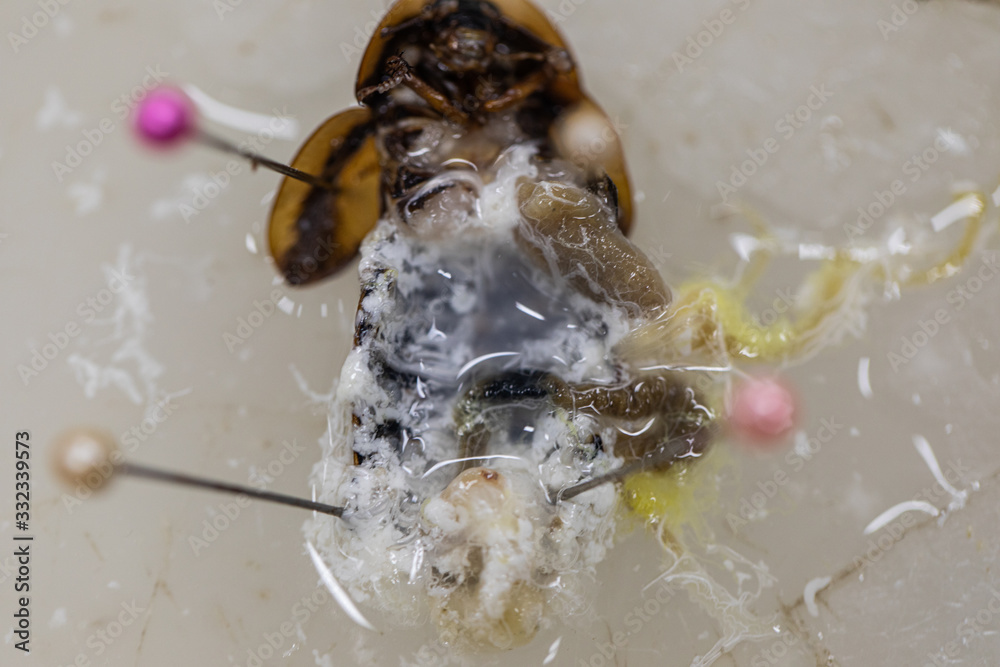 Study of the structure of Blaptica dubia, Dubia roach, also known as ...