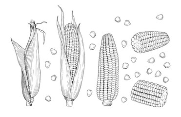 Wall Mural - Corn sketch. Sweet botanical plant. Isolated vintage healthy corns, hand drawn cobs and grains. Farming and harvest vector illustration. Plant corncob, farm healthy dieting