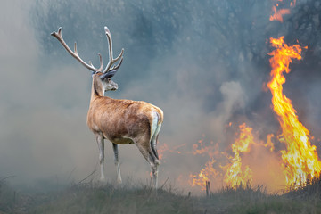 deer on a background of burning forest