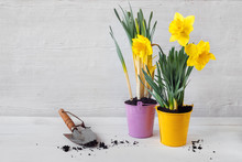 Two Beautiful Seedlings Of Yellow Daffodil And Tulip In Colorful Bright Buckets.