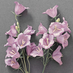 Wall Mural - Flowers pink bells lie on gray paper, greeting card