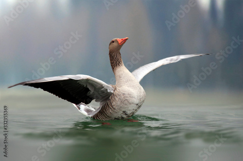 Fotomural Graugans (Anser anser) landet auf Wasser