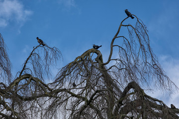 Cormorants in tree